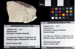 Foto (Objket + Etiketten) von Galatheoidea indet. 